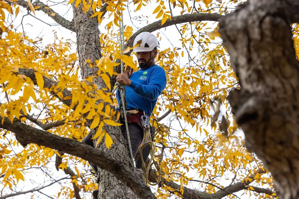 Skilled Tree Transplanting crew working in Warrenville